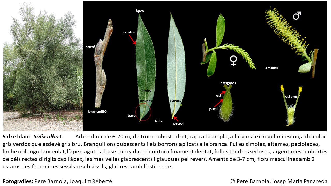 fitxa_Salix_alba