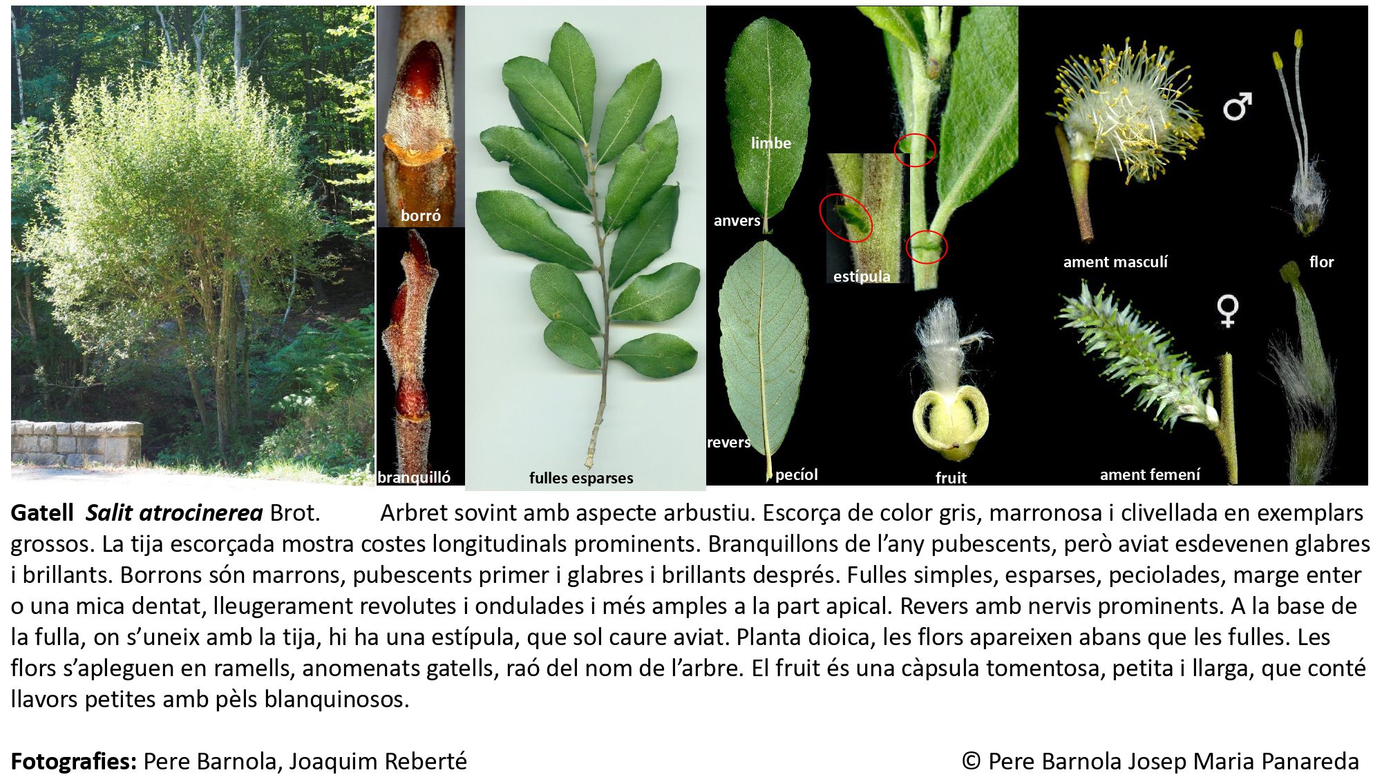 fitxa_Salix_atrocinerea