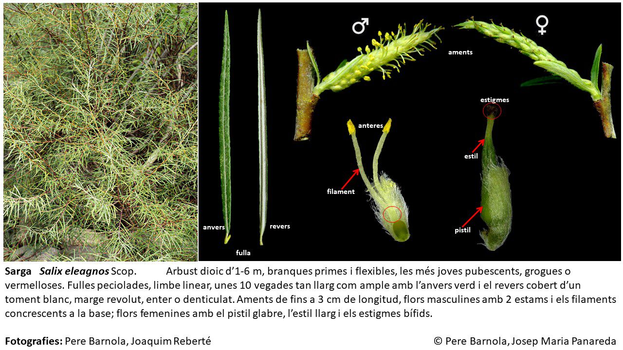 fitxa_Salix_eleagnos