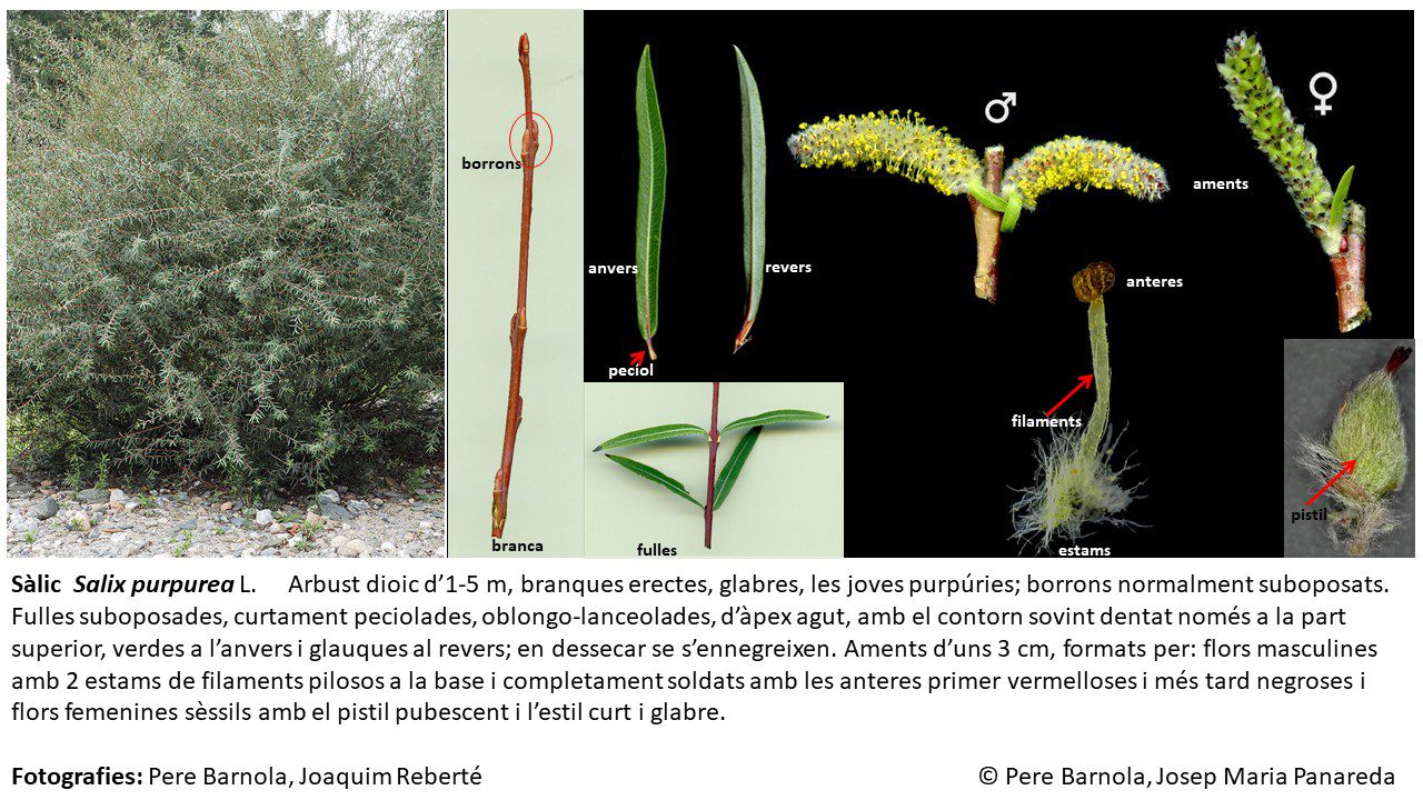 fitxa_Salix_purpurea