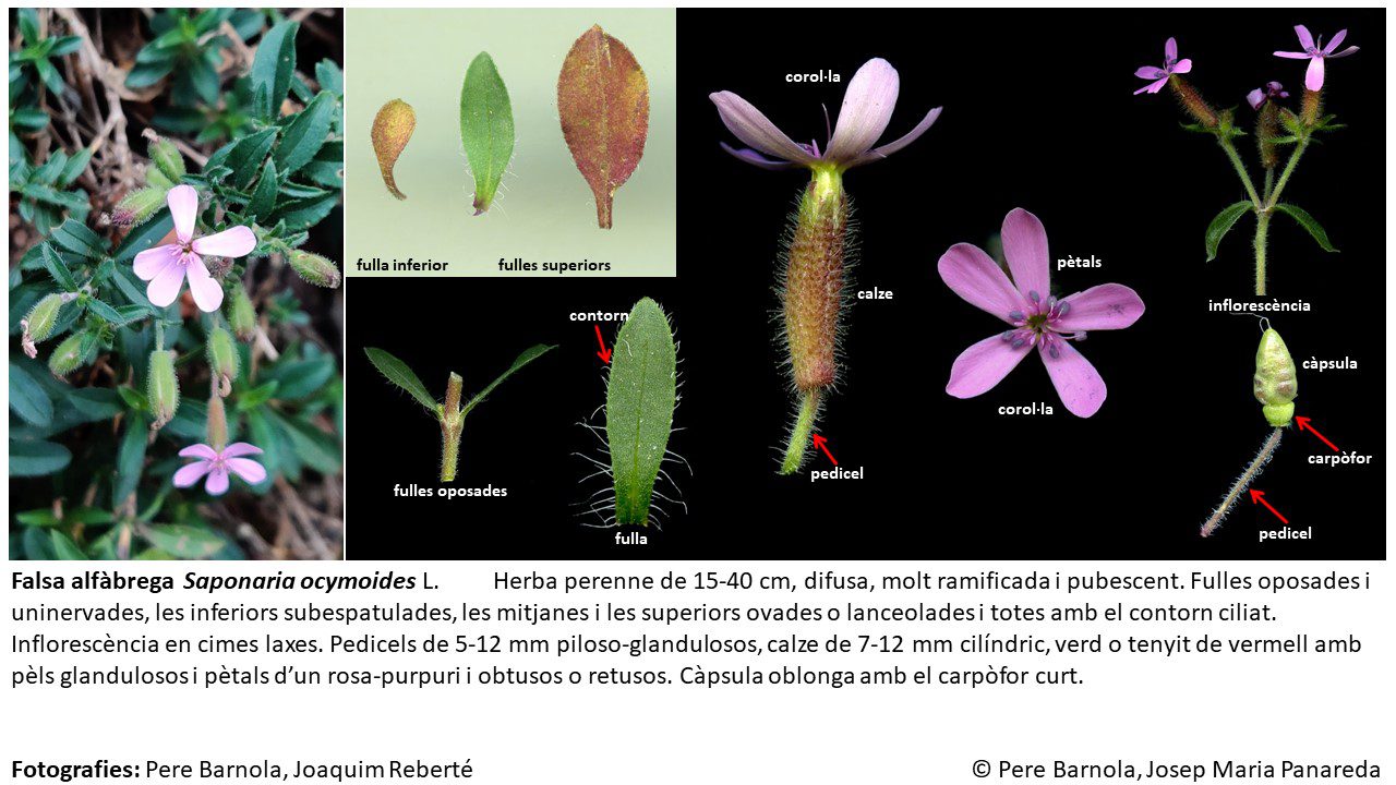 fitxa_Saponaria_ocymoides