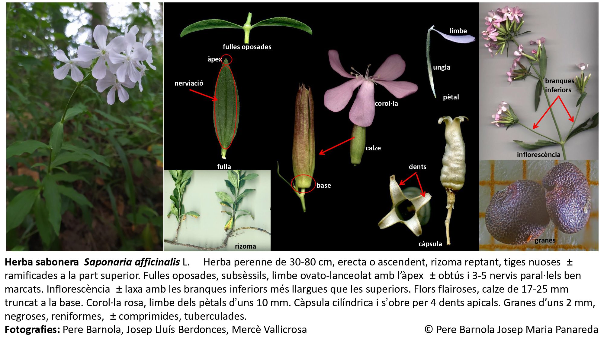 fitxa_Saponaria_officinalis