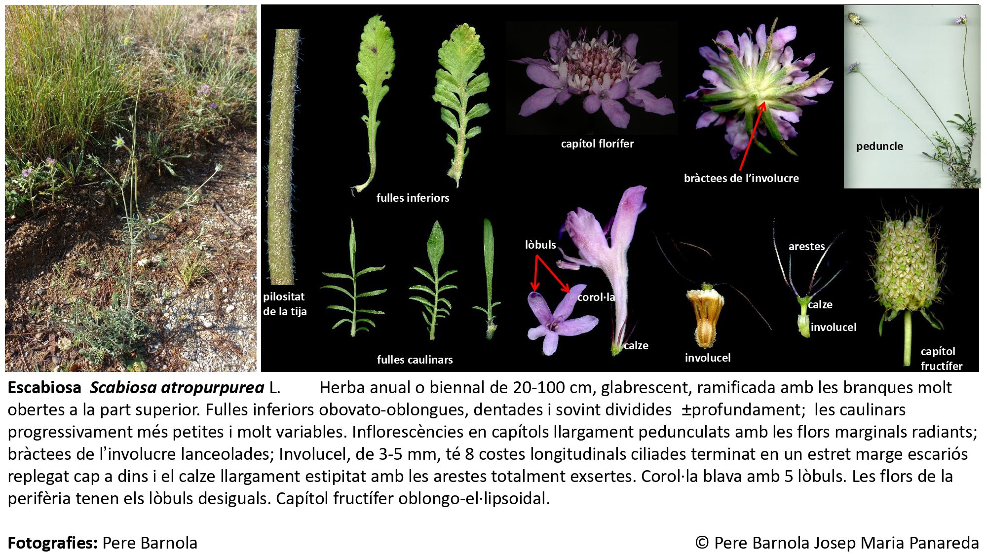 fitxa_Scabiosa_atropurpurea