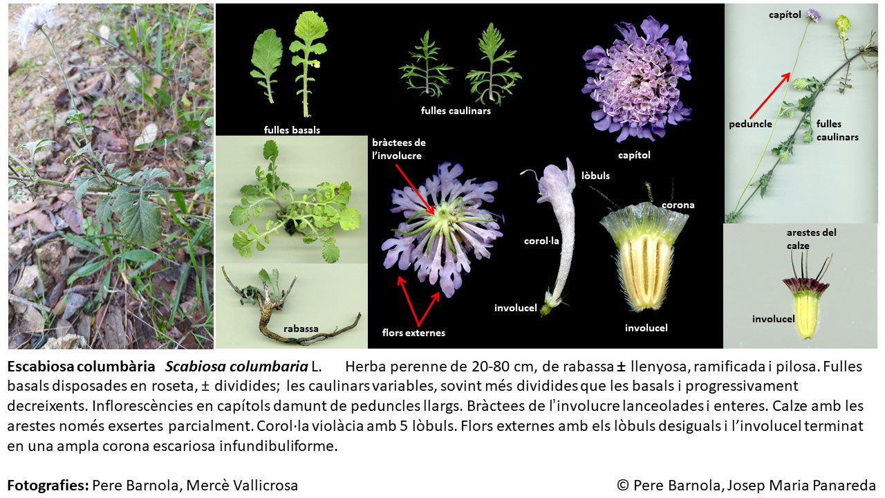 fitxa_Scabiosa_columbaria