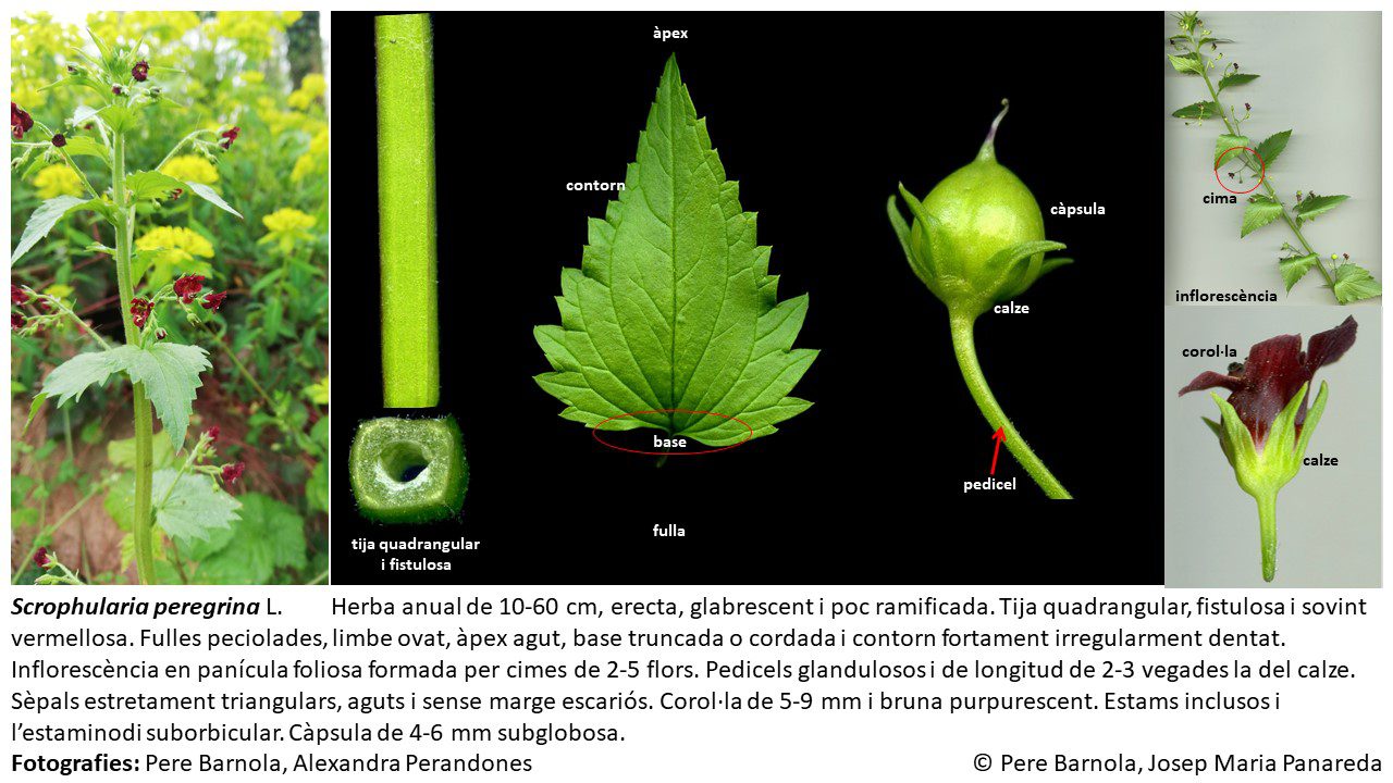 fitxa_Scrophularia_peregrina