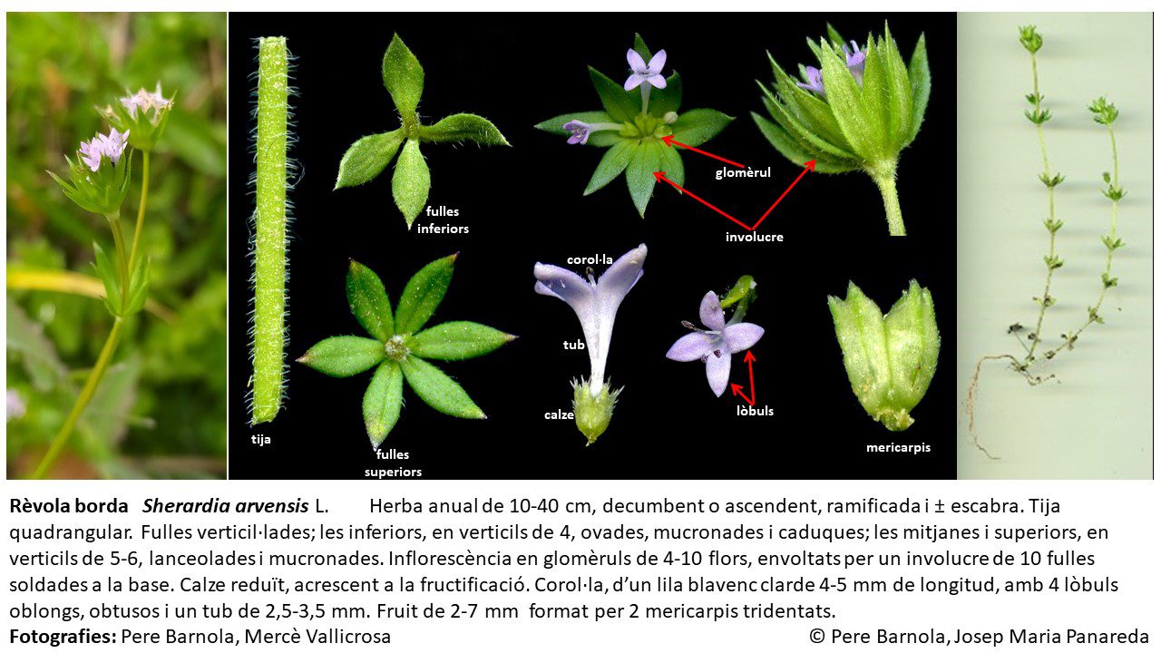 fitxa_Sherardia_arvensis