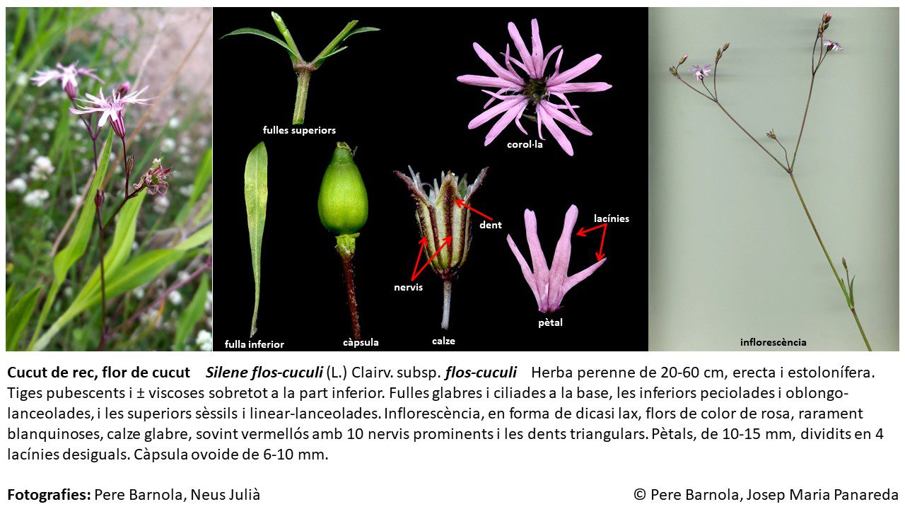 fitxa_Silene_flos-cuculi_flos-cuculi