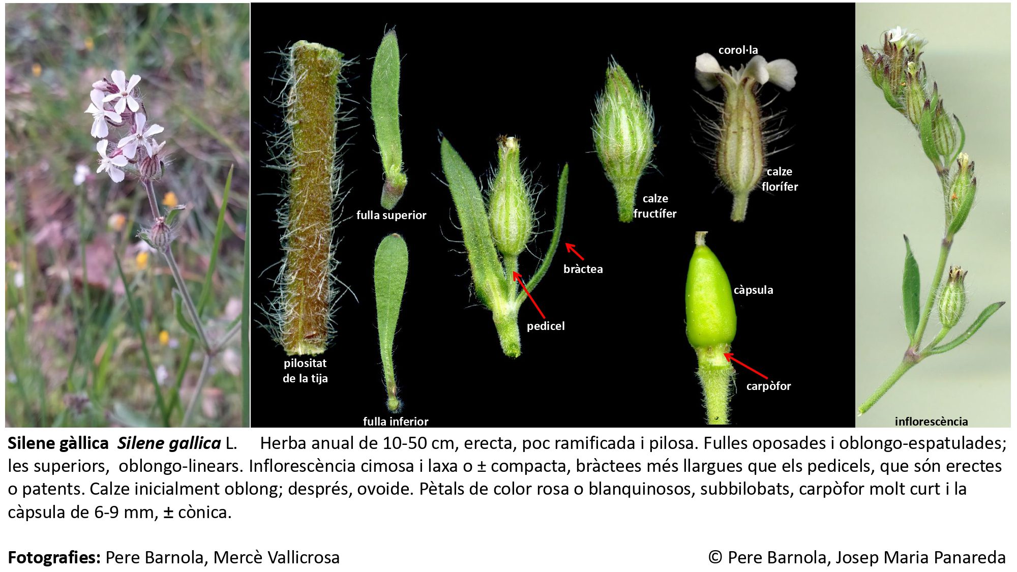 fitxa_Silene_gallica