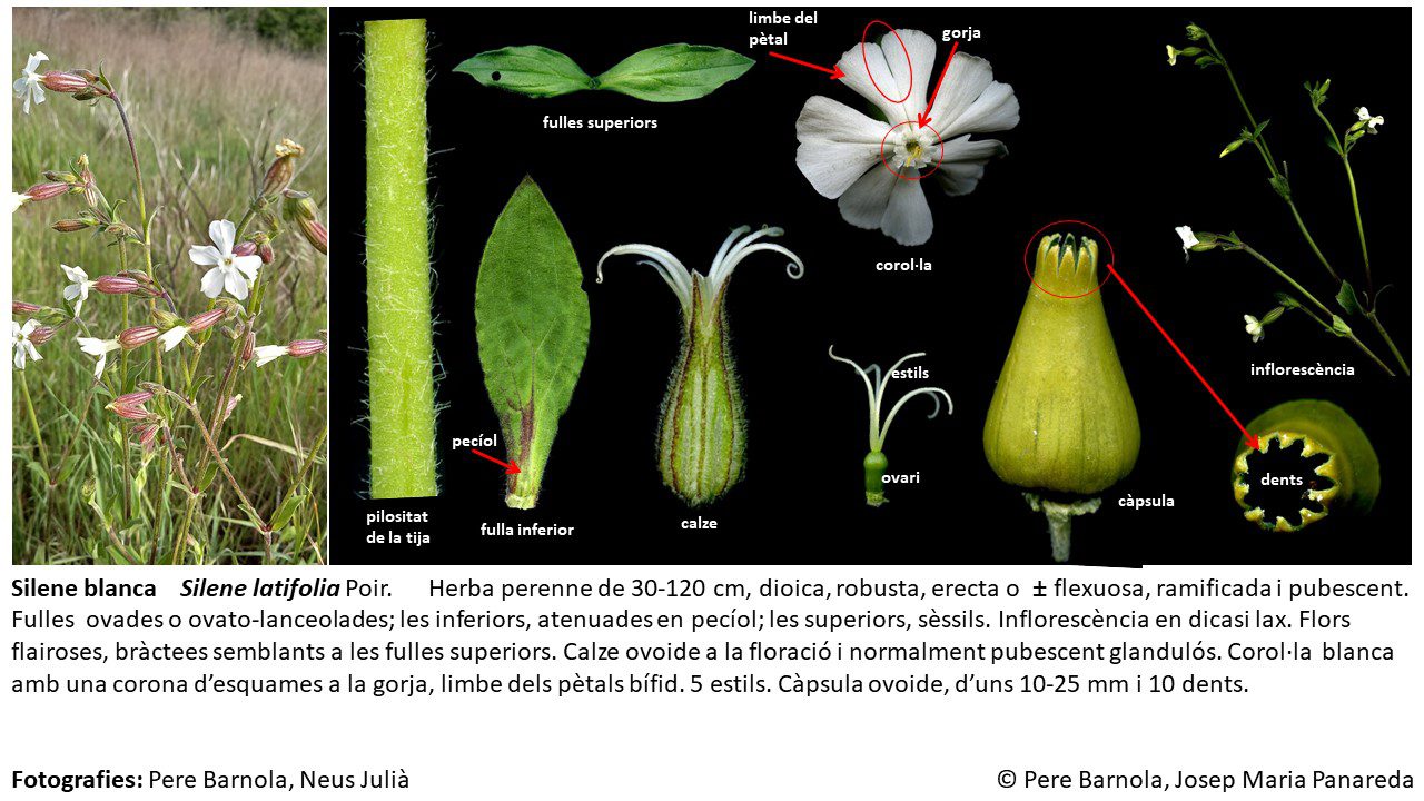 fitxa_Silene_latifolia