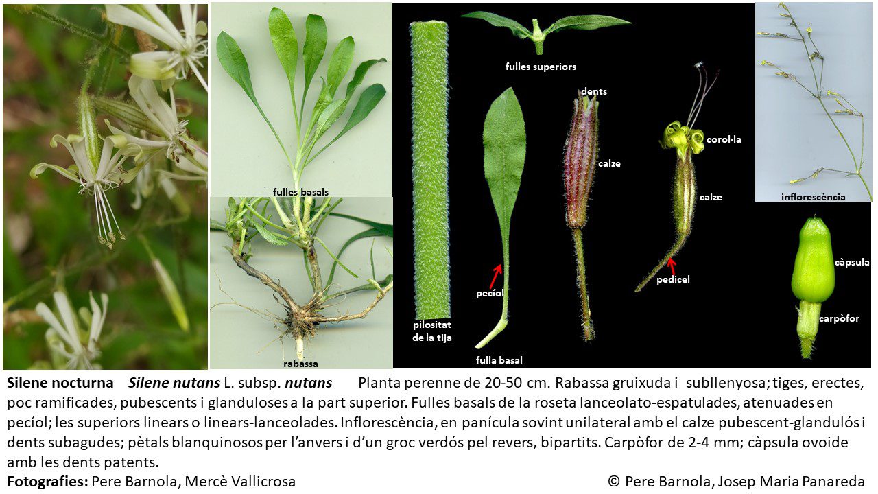 fitxa_Silene_nutans_nutans