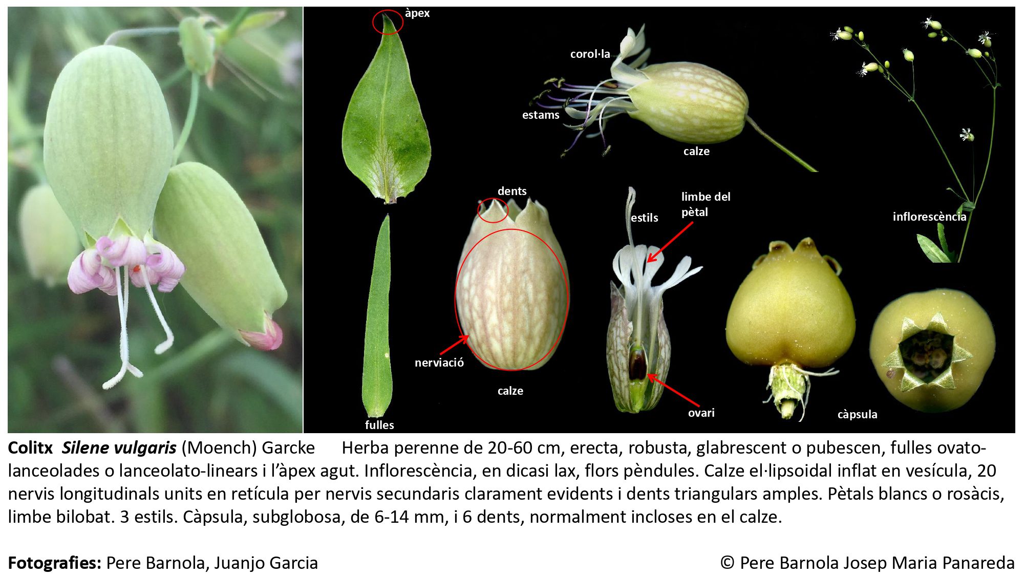 fitxa_Silene_vulgaris_vulgaris