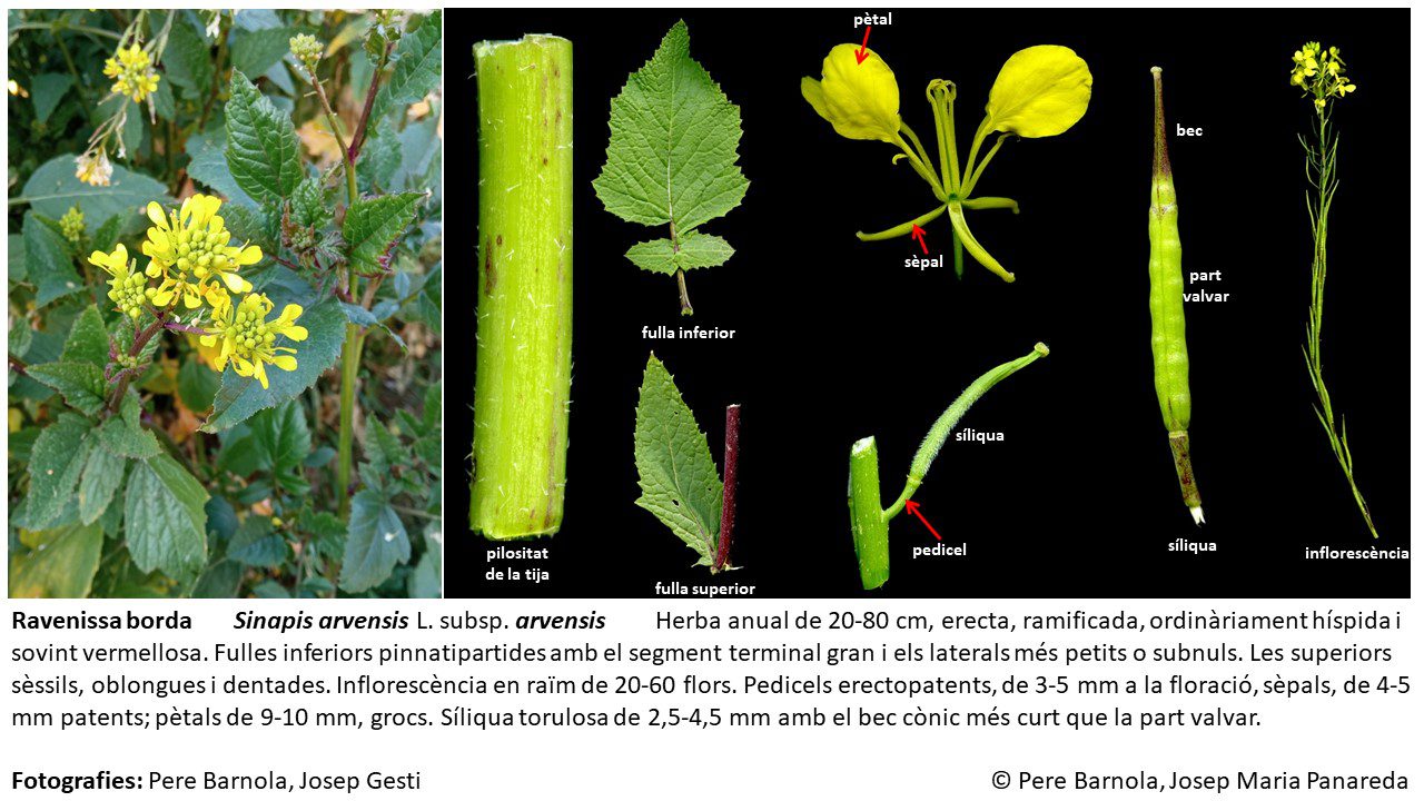fitxa_Sinapis_arvensis_arvensis