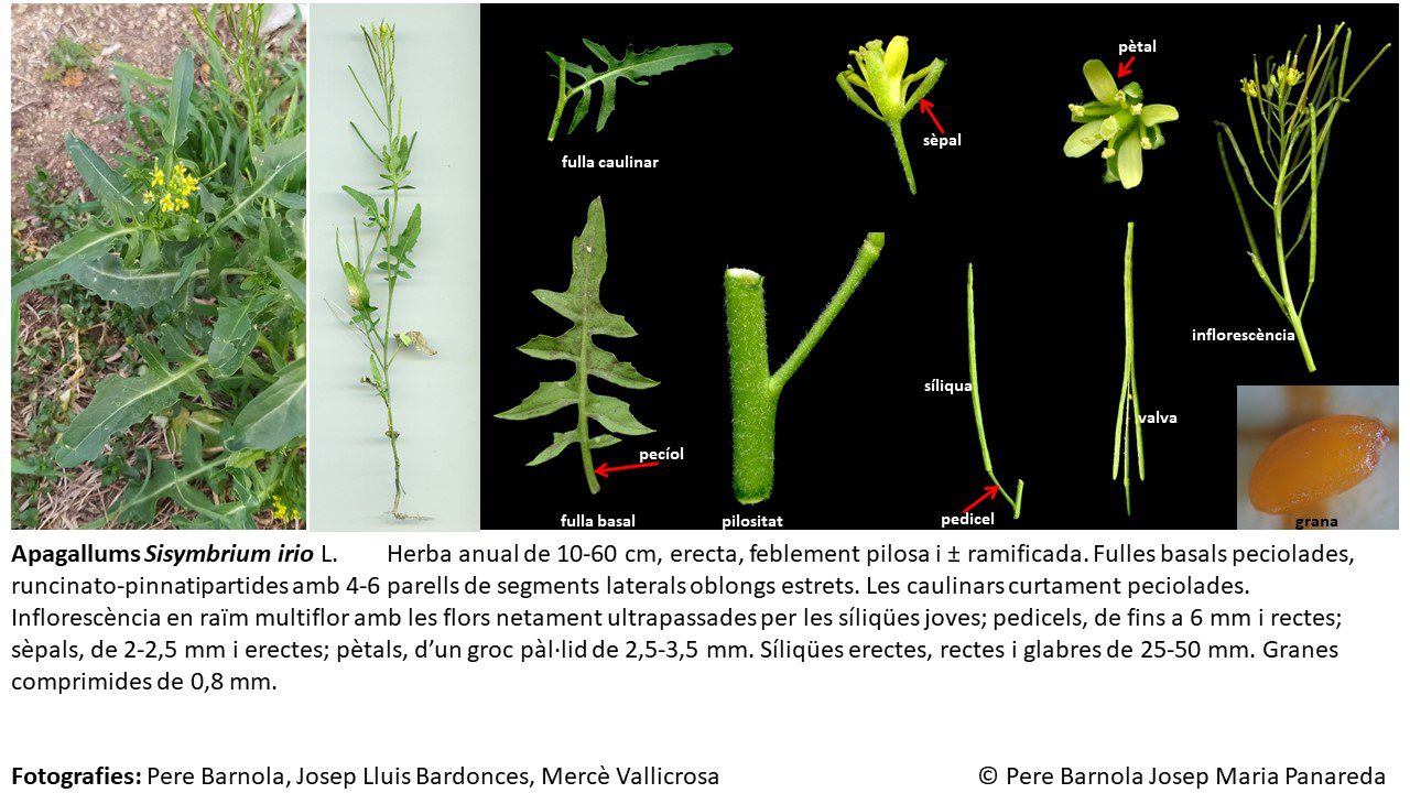 fitxa_Sisymbrium_irio