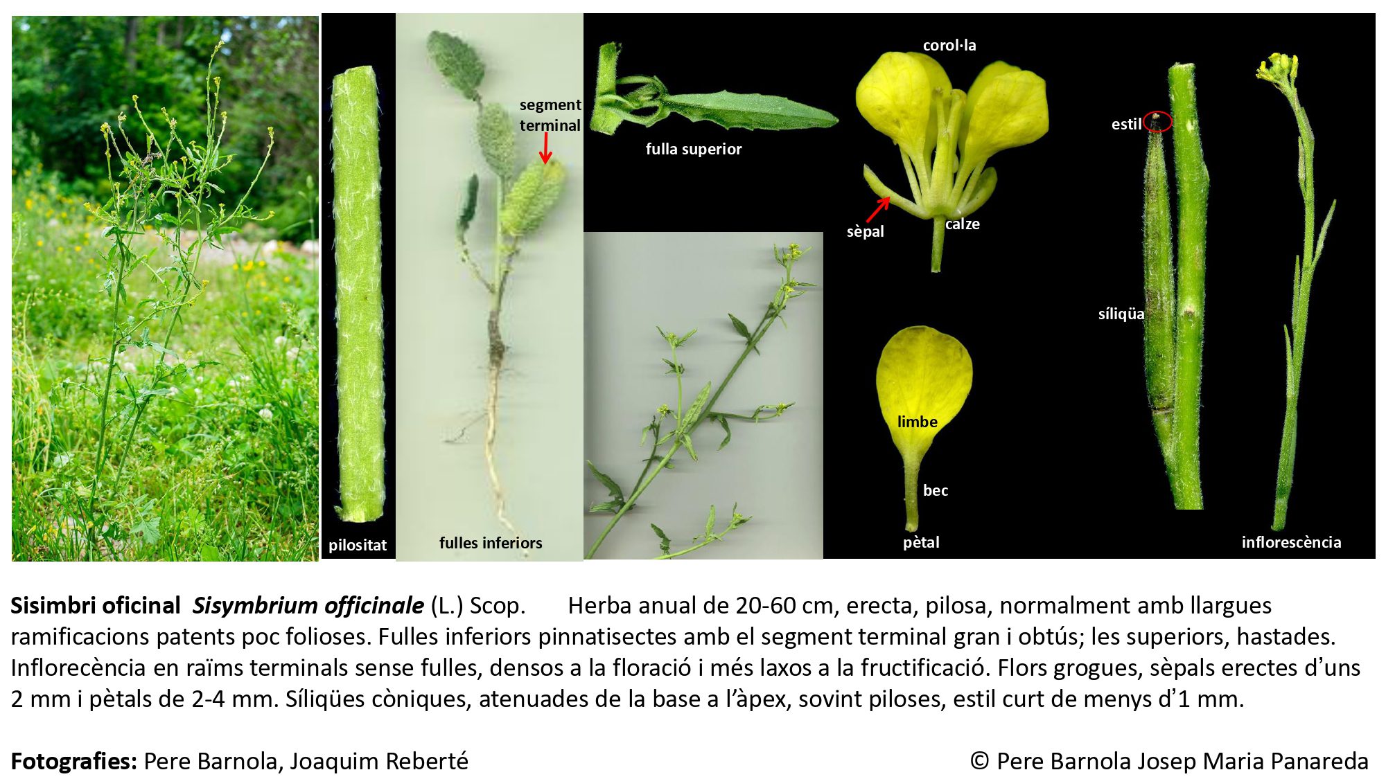 fitxa_Sisymbrium_officinale
