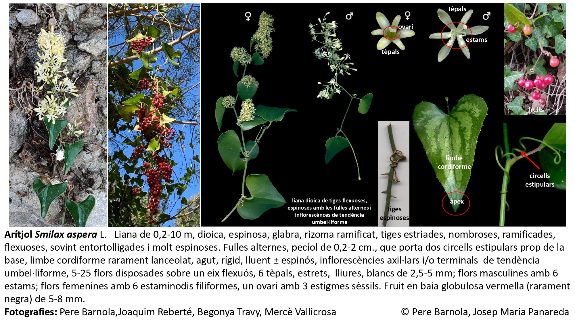 fitxa_Smilax_aspera