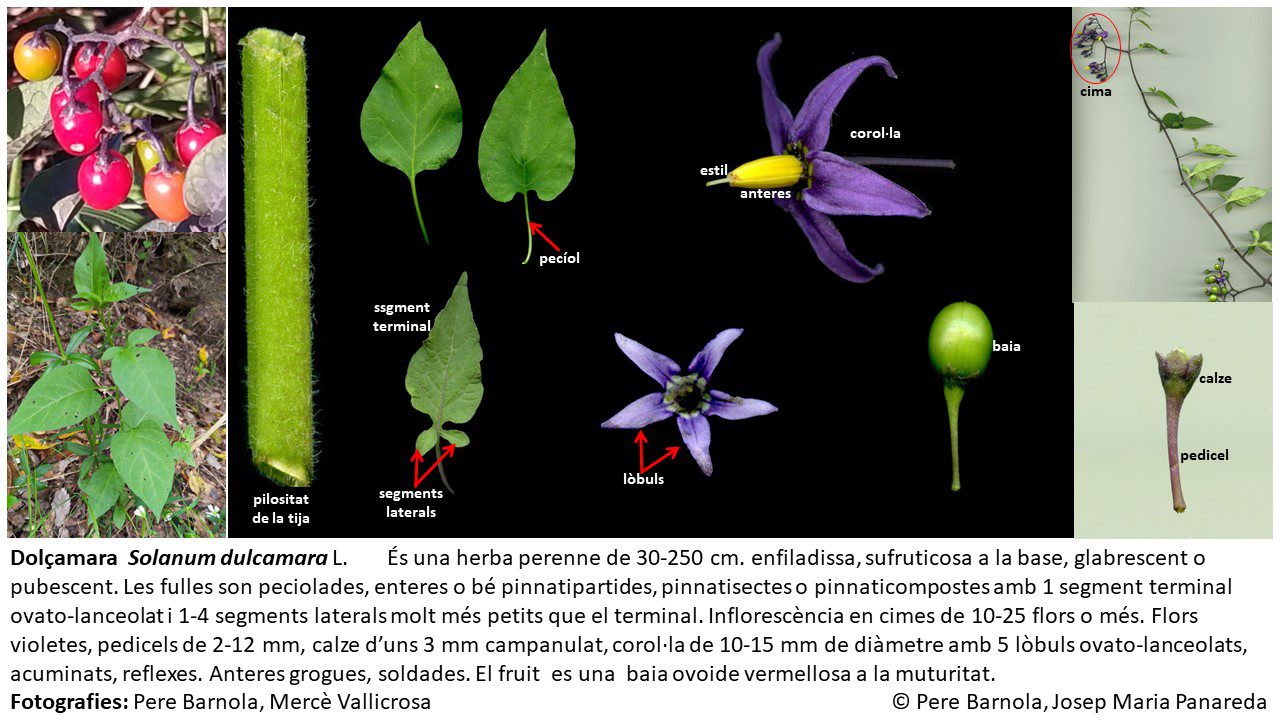 fitxa_Solanum_dulcamara