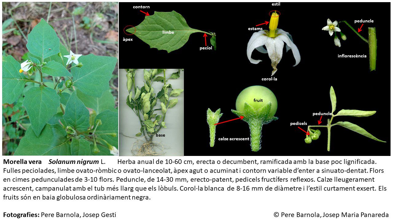 fitxa_Solanum_nigrum