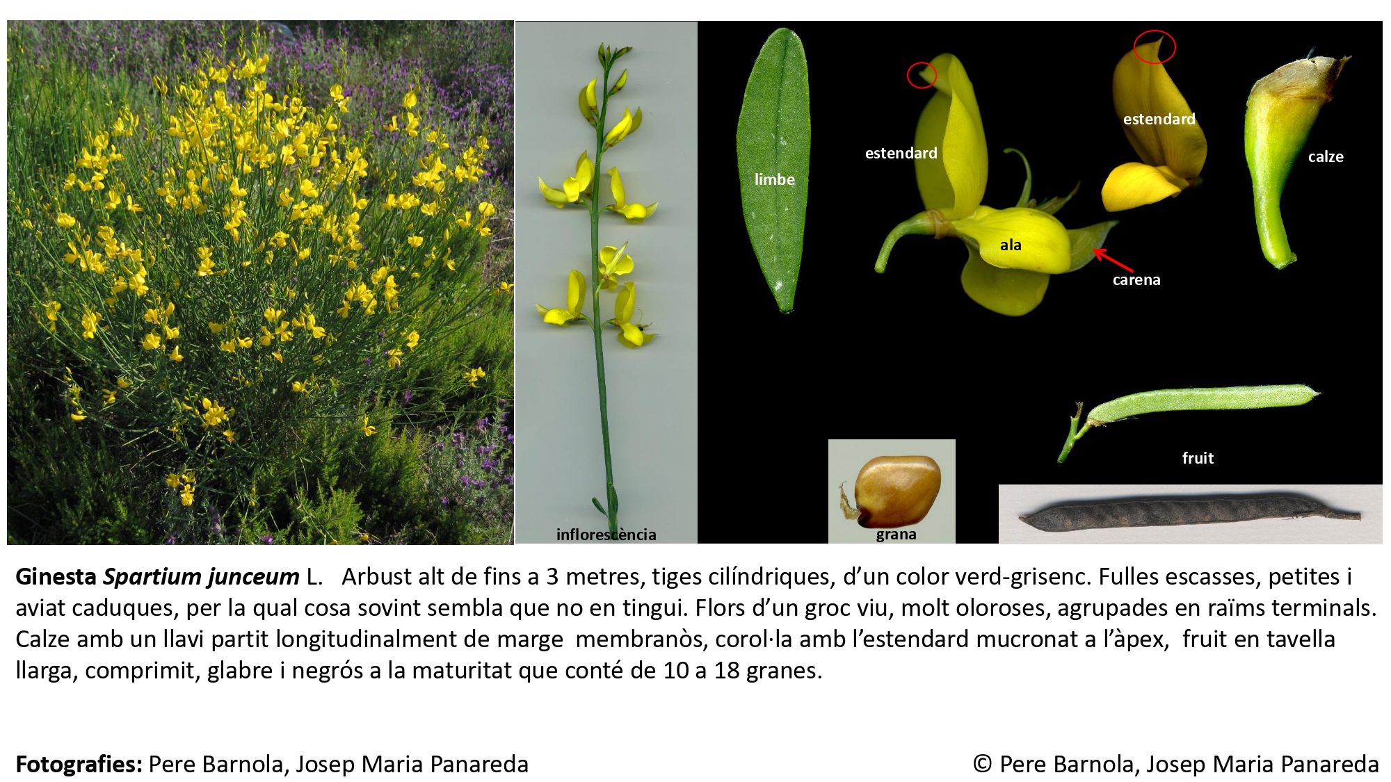 fitxa_Spartium_junceum