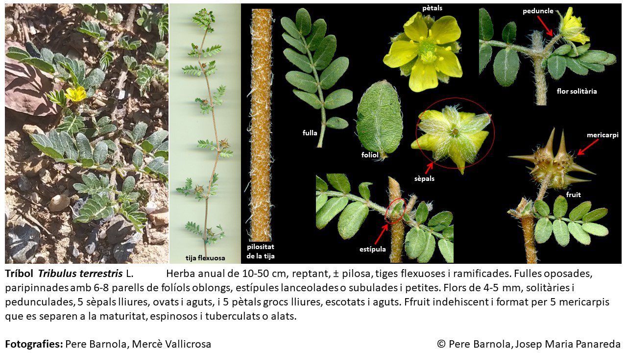 fitxa_Tribulus_terrestris