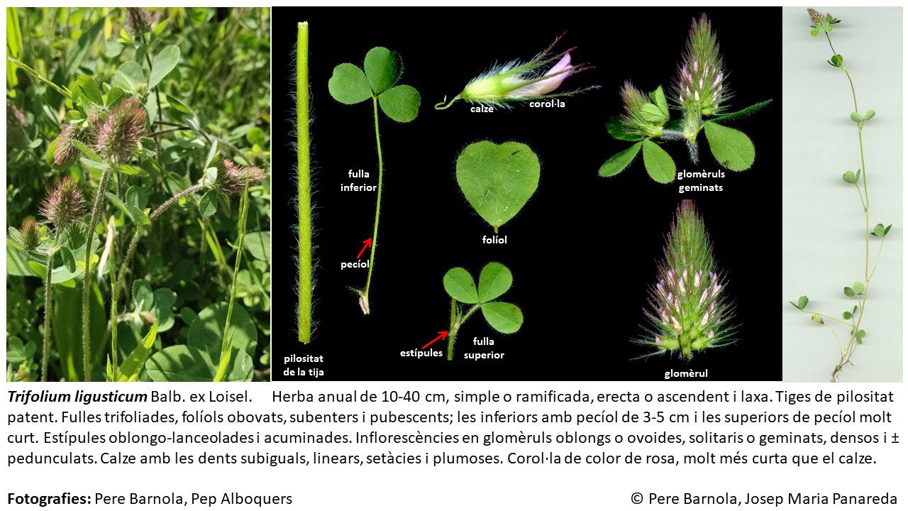 fitxa_Trifolium_ligusticum