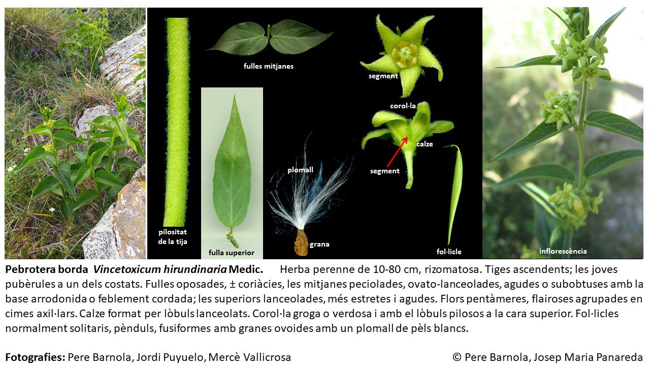 fitxa_Vincetoxicum_hirundinaria