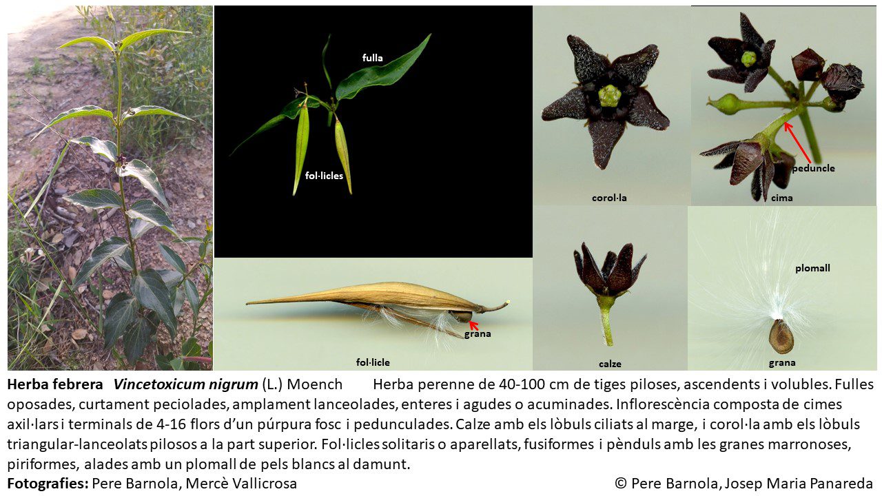 fitxa_Vincetoxicum_nigrum