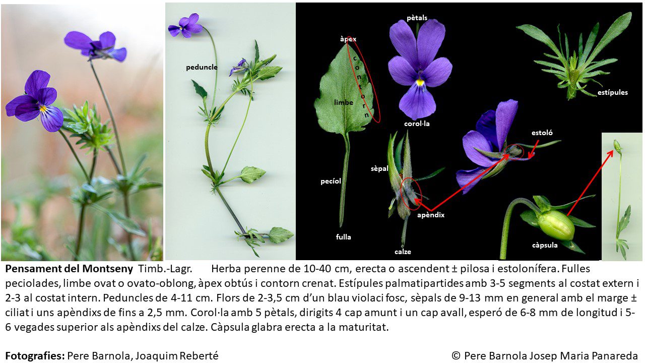 fitxa_Viola_bubanii