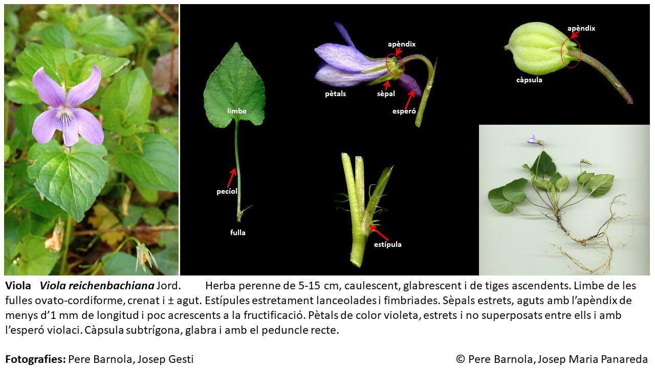 fitxa_Viola_reichenbachiana